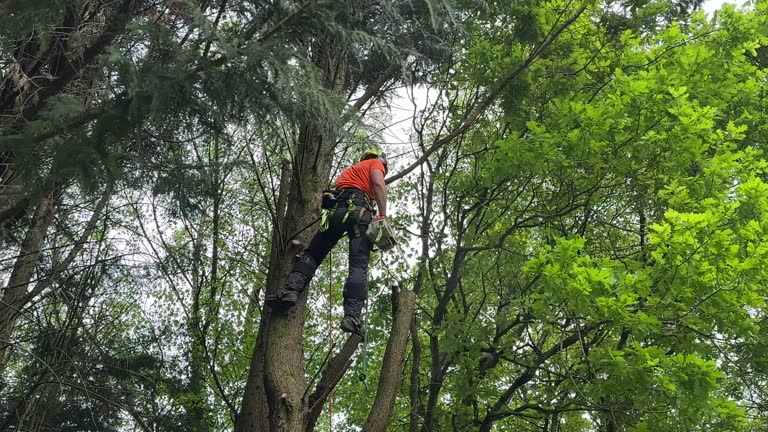Best Hedge Trimming  in Maricopa, CA