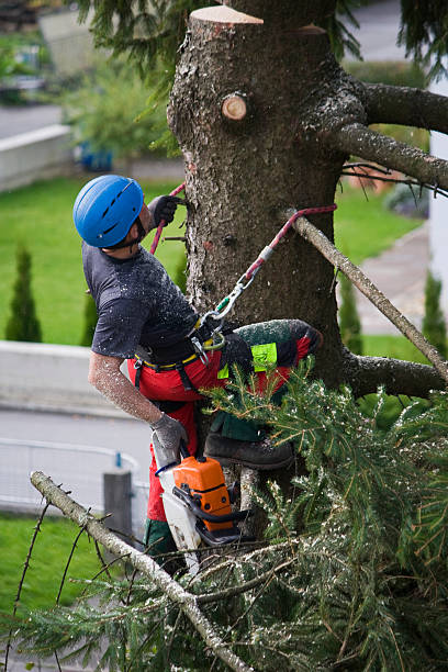 Best Lawn Maintenance Plans  in Maricopa, CA