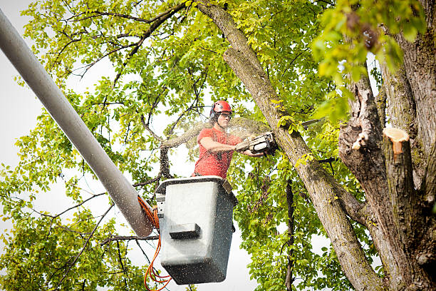 Best Arborist Consultation Services  in Maricopa, CA
